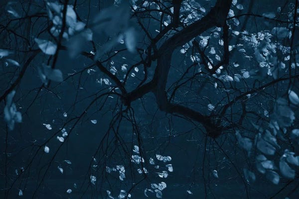 Tree Close-Ups: Fall Night by Dorit Fuhg