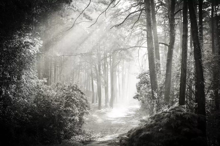 Into The Forest II by Dorit Fuhg wall art