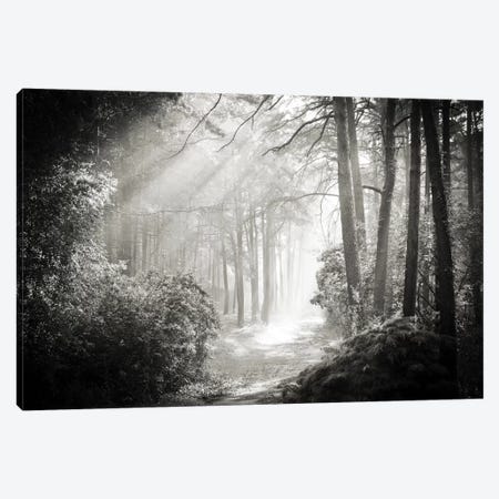Into The Forest II Canvas Print #DFU14} by Dorit Fuhg Canvas Artwork