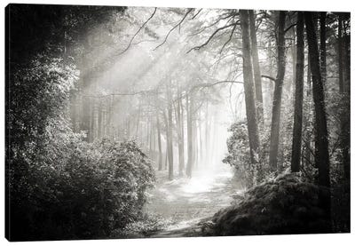 Into The Forest II Canvas Art Print - Black & White Scenic