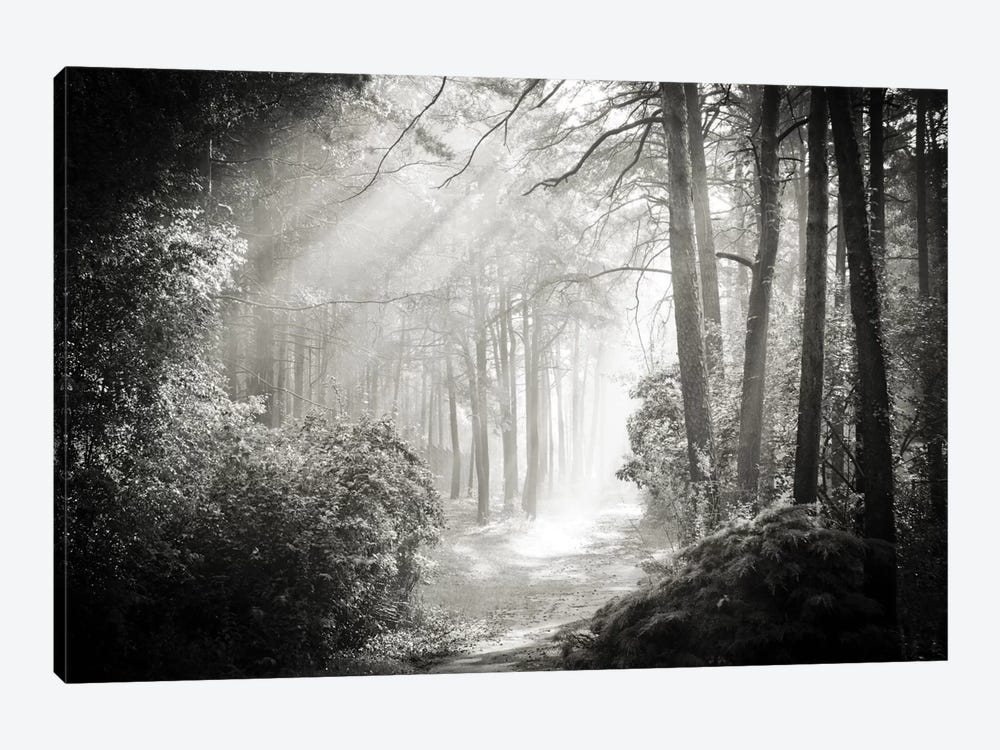 Into The Forest II by Dorit Fuhg 1-piece Canvas Print