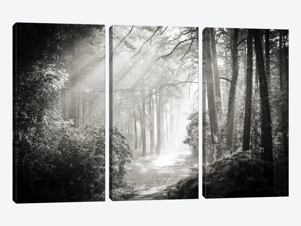 Into The Forest II by Dorit Fuhg 3-piece Art Print