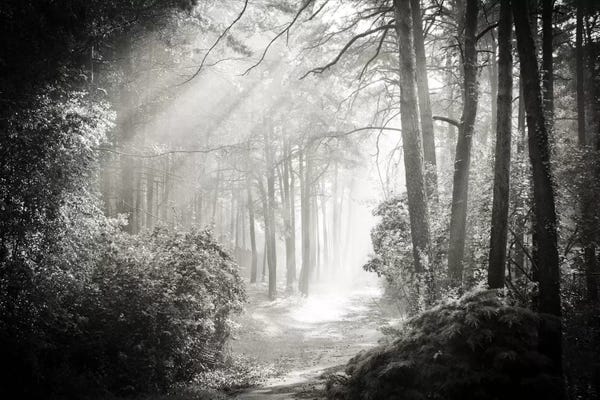 Large Black & White Art - Canvas Prints: Into The Forest II by Dorit Fuhg