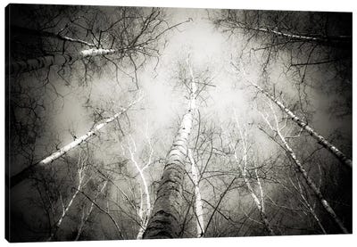 Into The Forest V Canvas Art Print - Aspen and Birch Trees