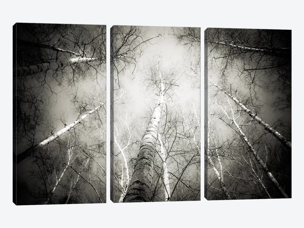 Into The Forest V by Dorit Fuhg 3-piece Canvas Art