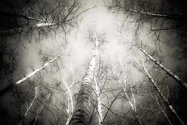 Nature Close-Ups: Into The Forest V by Dorit Fuhg