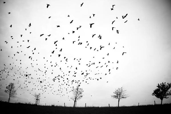 Black & White Florals: Irgendwo by Dorit Fuhg