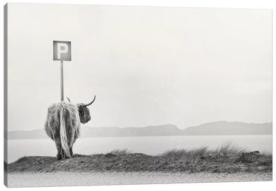Highland Visitor Canvas Art Print - Farm Animal Art
