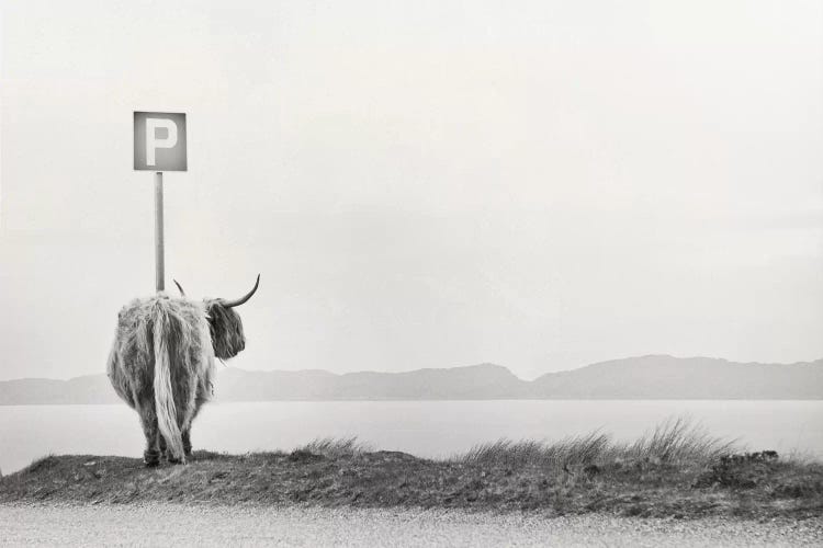 Highland Visitor by Dorit Fuhg wall art