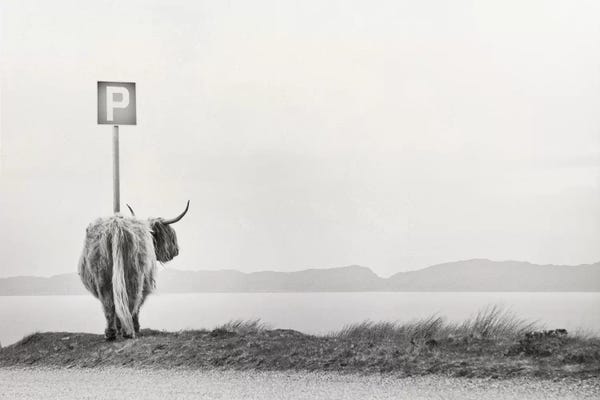 Black & White Scenic Art: Highland Visitor by Dorit Fuhg
