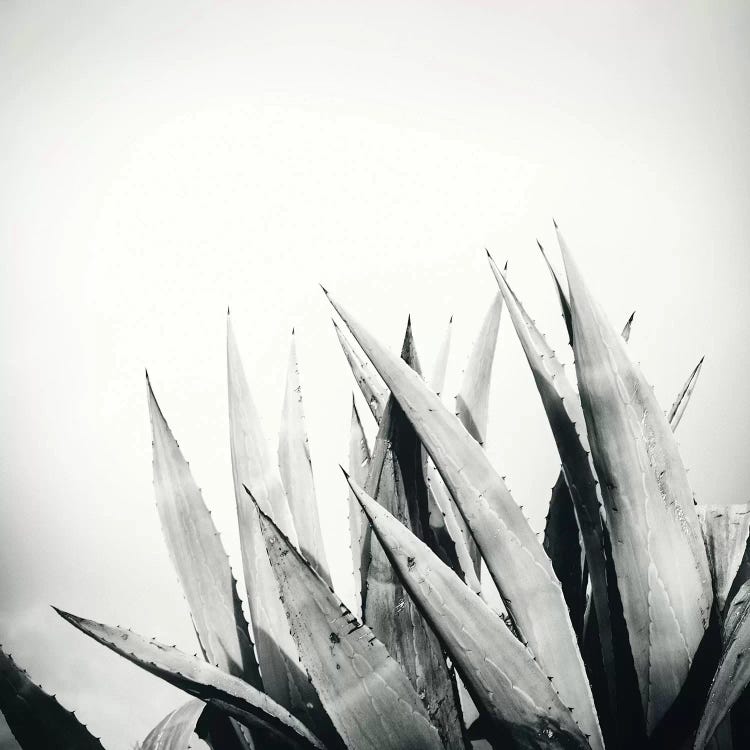 Agave by Dorit Fuhg wall art
