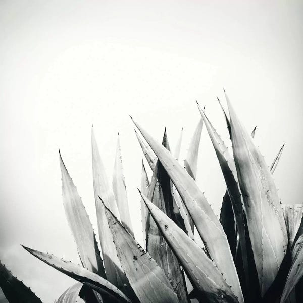 Succulents: Agave by Dorit Fuhg