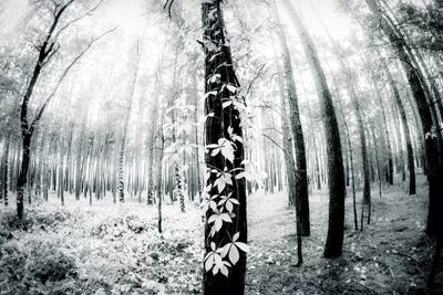 Between by Dorit Fuhg framed wall art