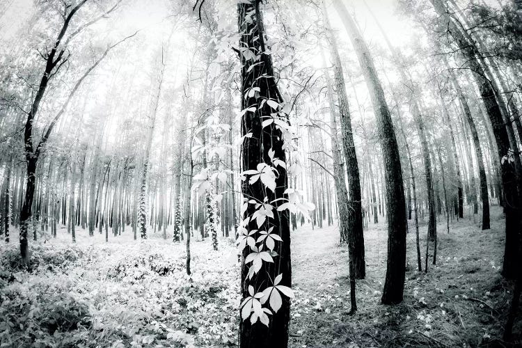 Between by Dorit Fuhg wall art