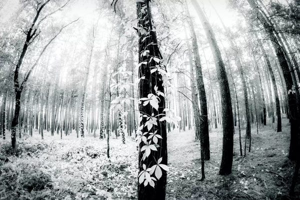 Tree Close-Ups: Between by Dorit Fuhg