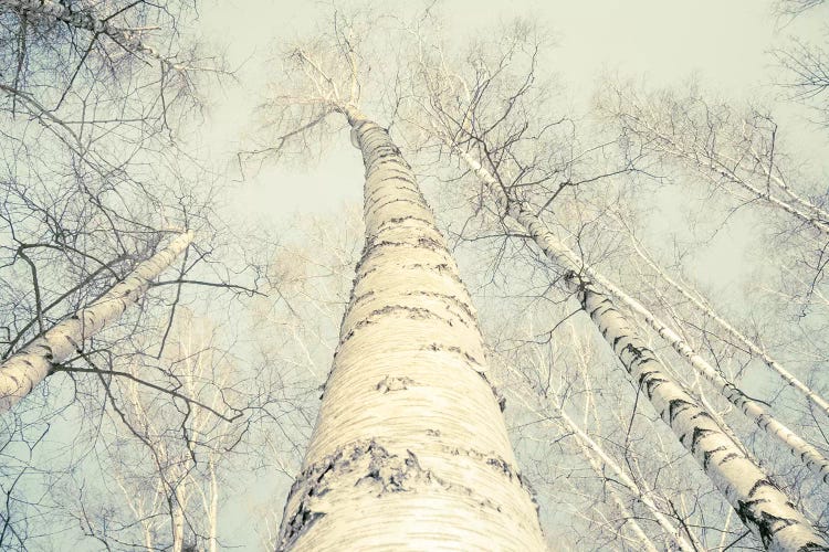 Birch Trees II