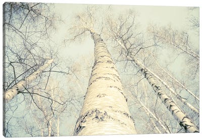 Birch Trees II Canvas Art Print - Dorit Fuhg