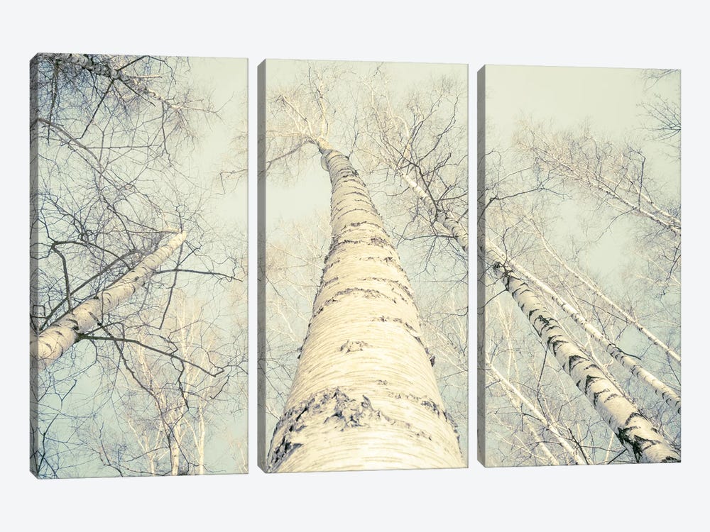 Birch Trees II by Dorit Fuhg 3-piece Canvas Art