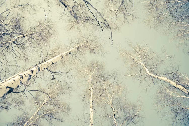 Birch Trees III