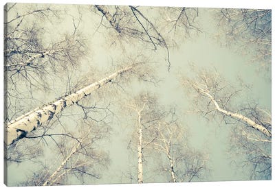 Birch Trees III Canvas Art Print