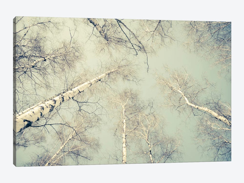 Birch Trees III by Dorit Fuhg 1-piece Art Print