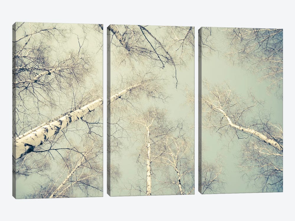 Birch Trees III by Dorit Fuhg 3-piece Canvas Art Print
