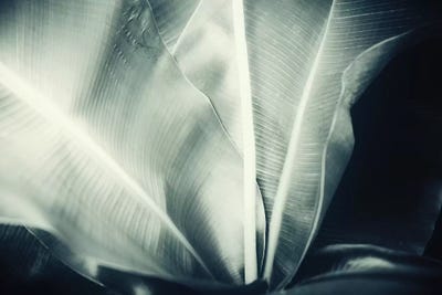 Botanical I by Dorit Fuhg canvas print