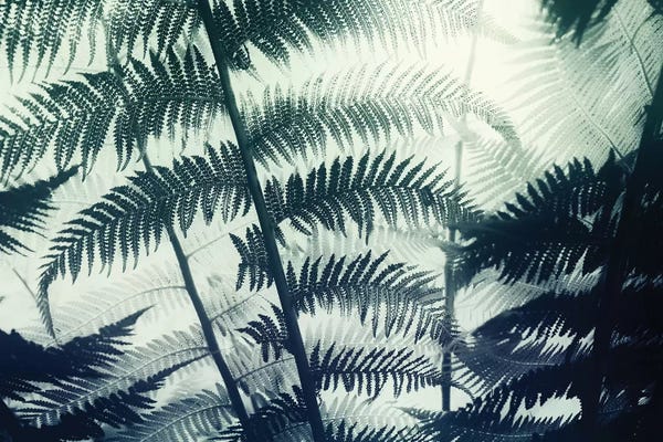 Dorit Fuhg: Botanical II by Dorit Fuhg