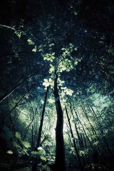 Canopy