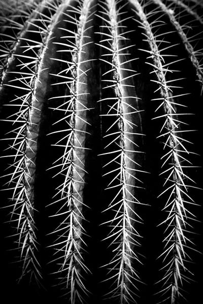 Cacti: Can't Touch This I by Dorit Fuhg