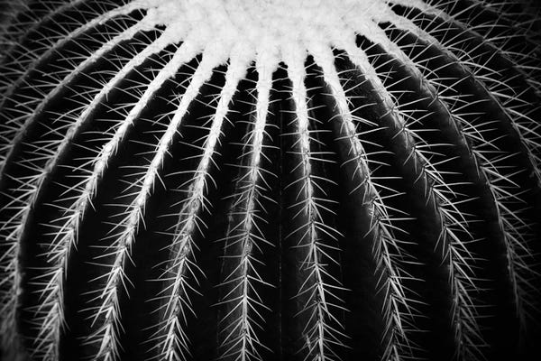 Succulents: Can't Touch This II by Dorit Fuhg