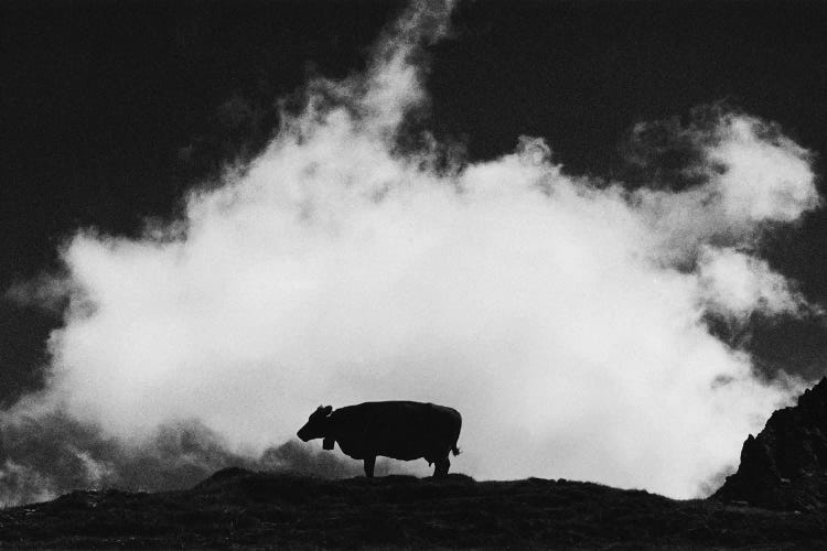 Cow And Cloud by Dorit Fuhg wall art