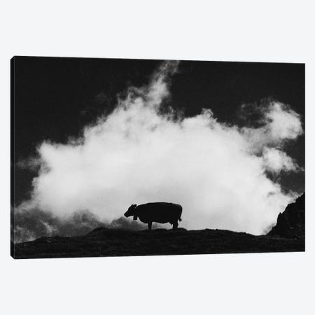 Cow And Cloud Canvas Print #DFU47} by Dorit Fuhg Canvas Art Print