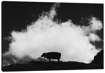 Cow And Cloud Canvas Art Print - Dorit Fuhg