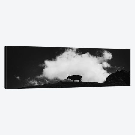 Cow And Cloud Panoramic Canvas Print #DFU48} by Dorit Fuhg Canvas Artwork