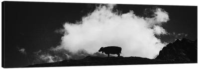 Cow And Cloud Panoramic Canvas Art Print - Dorit Fuhg
