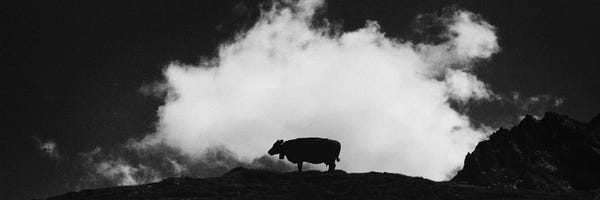 Dorit Fuhg: Cow And Cloud Panoramic by Dorit Fuhg