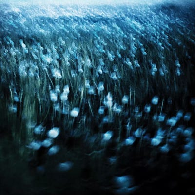 Dandelion Meadow by Dorit Fuhg canvas print