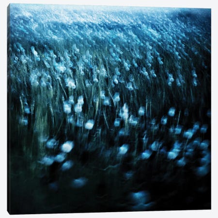 Dandelion Meadow Canvas Print #DFU49} by Dorit Fuhg Canvas Artwork