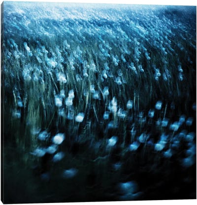 Dandelion Meadow Canvas Art Print - Dorit Fuhg
