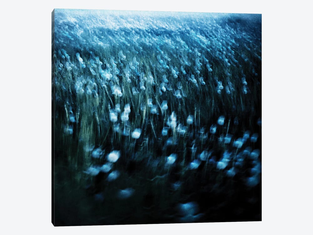 Dandelion Meadow by Dorit Fuhg 1-piece Canvas Art Print