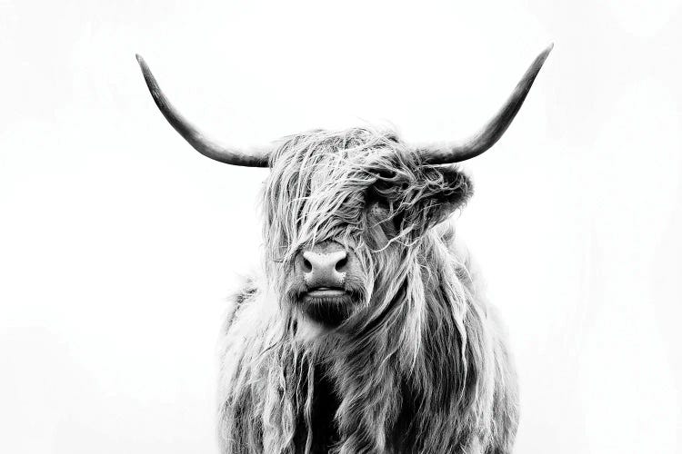 Portrait Of A Highland Cow by Dorit Fuhg wall art