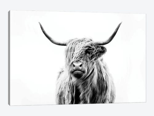 Grey Highland Cow Hills Funky Animal Canvas Wall Art Large Picture Prints 