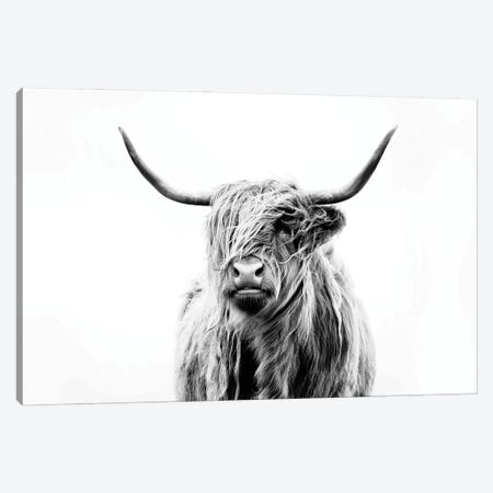 Portrait Of A Highland Cow Canvas Print #DFU4} by Dorit Fuhg Canvas Art Print