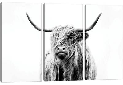 Portrait Of A Highland Cow Canvas Art Print - 3-Piece Animal Art