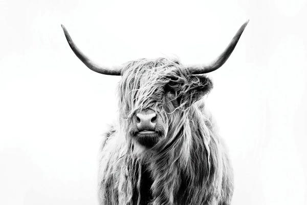 Large Photography - Canvas Prints: Portrait Of A Highland Cow by Dorit Fuhg