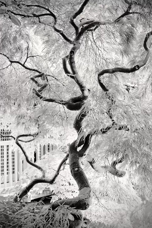 Dream Tree