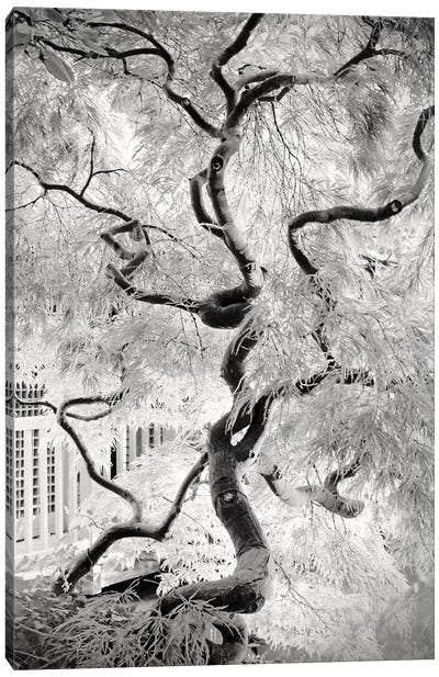 Dream Tree Canvas Art Print - Dorit Fuhg
