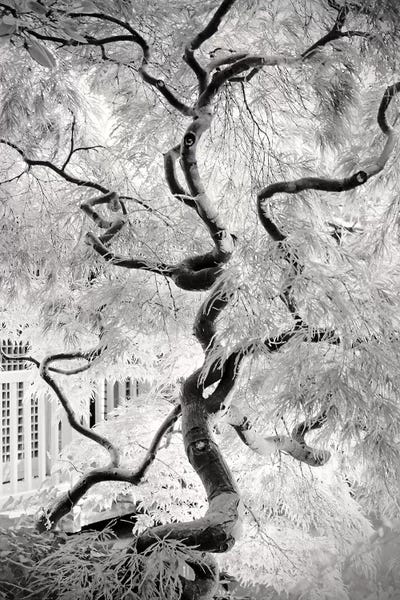 Tree Close-Ups: Dream Tree by Dorit Fuhg