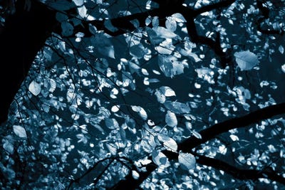 Everblue by Dorit Fuhg canvas print